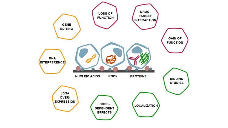 By solid phase transfection, it is possible to introduce any molecules into cells. In addition to the (well-established) transfection of nucleic acids, the method allows the introduction of large biomolecules such as ribonucleoproteins or even functional proteins (e.g. antibodies). The potential applications are therefore manifold, ranging from gene editing, RNA interference to overexpression, in order to identify, enhance or suppress specific cellular functions and interactions.  [Fig: Dr. H. Erfle, University of Heidelberg, BIOQUANT]
