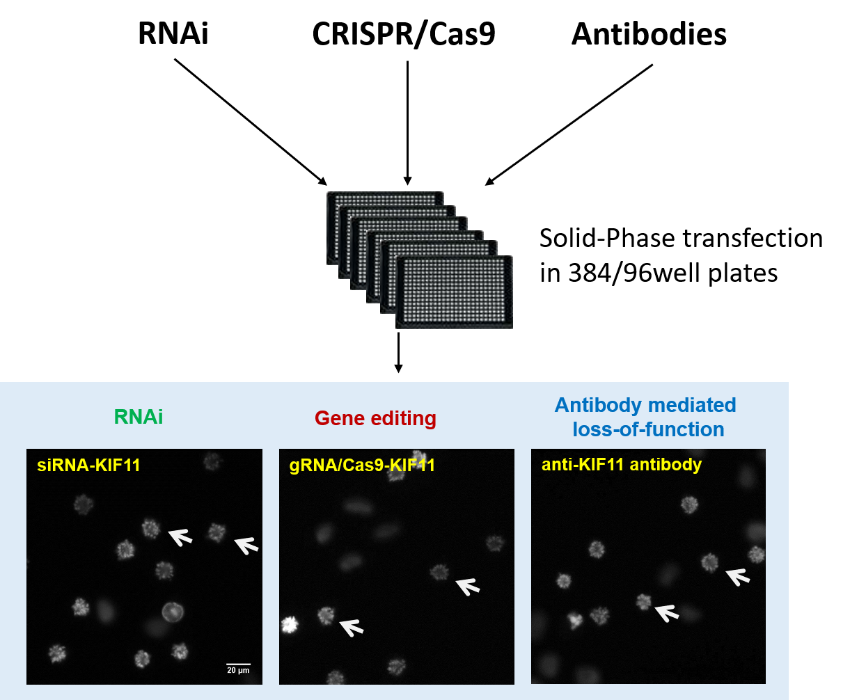 Solid phase transfection in multiwell plates and cell arrays for DNA knock-out by CRISPR, protein knock-down by antibodies or gene silencing by RNAi. Arrows: Nuclei of cells in the expected phenotype (e.g. cell cycle arrest) after transfection.