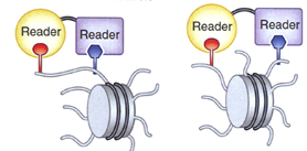Artificial multispecific hybrid reader proteins detecting co-occurring histone modifications in cis (on the same histone tail) or trans (on different tails of one nucleosome).
