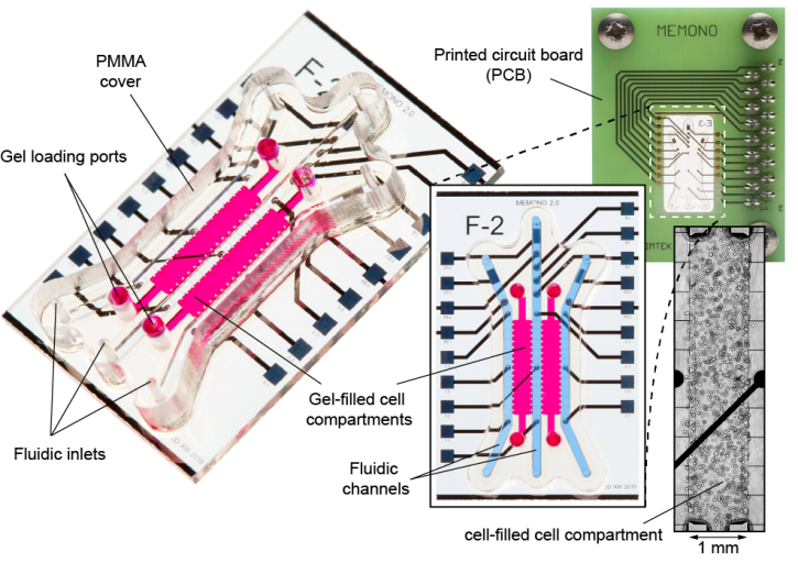 Fig.2 Photos of the sensor chip prototype with fluidic structures and microelectrodes, electrical connection and cell compartment filled with tumor organoids.  [Fig.: Dr. A. Weltin, Professorship for Sensors, University of Freiburg]